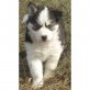 Siberian Husky Welpen - Rüde
