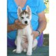 Siberian Husky Welpen - Rüde