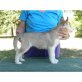 Siberian Husky Welpen - Rüde