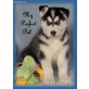 Siberian Husky Welpen - Rüde