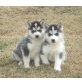 Siberian Husky Welpen - Rüde