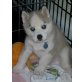 Siberian Husky Welpen - Rüde