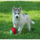 Siberian Husky Welpen - Rüde