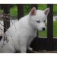 Siberian Husky Welpen - Rüde