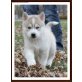 Siberian Husky Welpen - Rüde
