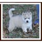 Siberian Husky Welpen - Rüde