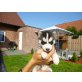 Siberian Husky Welpen - Rüde