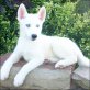 Siberian Husky Welpen - Rüde