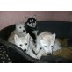 Siberian Husky Welpen - Rüde