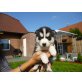 Siberian Husky Welpen - Rüde