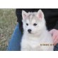 Siberian Husky Welpen - Rüde