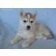 Siberian Husky Welpen - Rüde