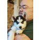 Siberian Husky Welpen - Rüde
