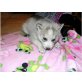 Siberian Husky Welpen - Rüde