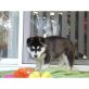 Siberian Husky Welpen - Rüde