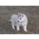 Siberian Husky Welpen - Rüde
