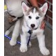 Siberian Husky Welpen - Rüde