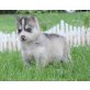 Siberian Husky Welpen - Rüde