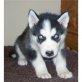 Siberian Husky Welpen - Rüde