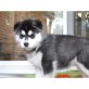 Siberian Husky Welpen - Rüde