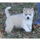 Siberian Husky Welpen - Rüde