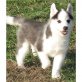 Siberian Husky Welpen - Rüde