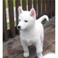 Siberian Husky Welpen - Rüde