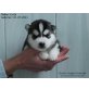Siberian Husky Welpen - Rüde