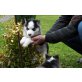 Siberian Husky Welpen - Rüde