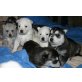 Siberian Husky Welpen - Rüde