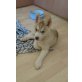 Siberian Husky Welpen - Rüde