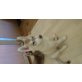 Siberian Husky Welpen - Rüde