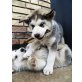 Siberian Husky Welpen - Rüde