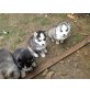 Siberian Husky Welpen - Rüde