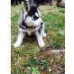 Siberian Husky Welpen - Rüde