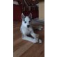 Siberian Husky Welpen - Rüde