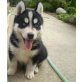 Siberian Husky Welpen - Rüde