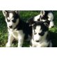 Siberian Husky Welpen - Rüde