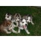 Siberian Husky Welpen - Rüde