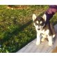 Siberian Husky Welpen - Rüde