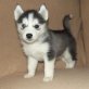 Siberian Husky Welpen - Rüde
