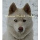 Siberian Husky Welpen - Rüde