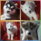 Siberian Husky Welpen - Rüde