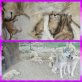 Siberian Husky Welpen - Rüde