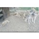 Siberian Husky Welpen - Rüde