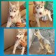 Siberian Husky Welpen - Rüde