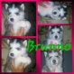 Siberian Husky Welpen - Rüde