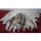 Siberian Husky Welpen - Rüde