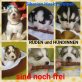 Siberian Husky Welpen - Rüde