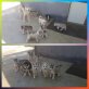 Siberian Husky Welpen - Rüde